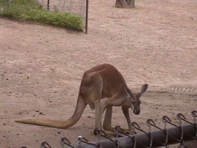 Kangaroo1.jpg