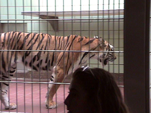 Tiger01.jpg