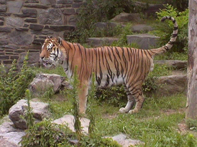 Tiger08