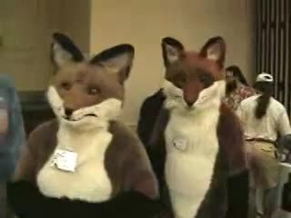 mfm2001 foxes