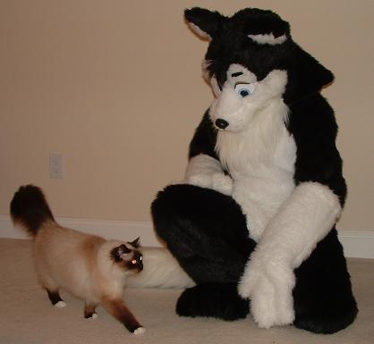 husky11