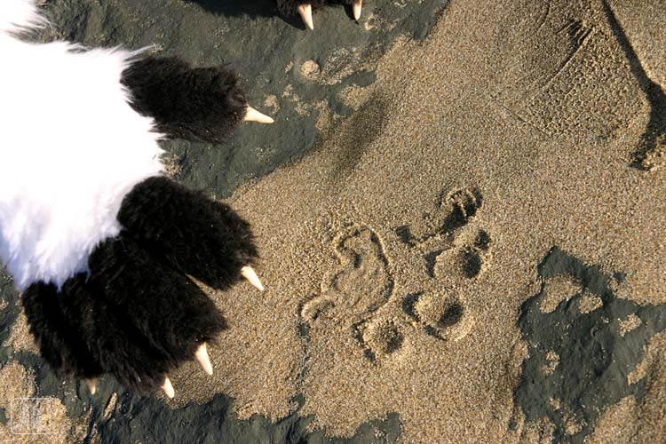 daiquiri beach pawprints