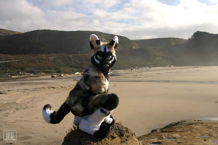 daiquiri beach sanddog