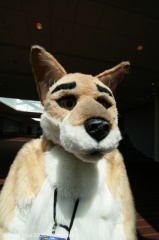 AkitaInus AC2006 016