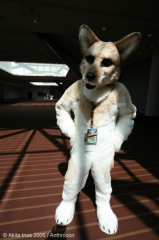 AkitaInus AC2006 017