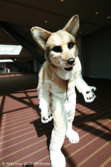 AkitaInus AC2006 018
