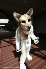 AkitaInus AC2006 019