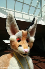 AkitaInus AC2006 025