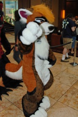 Timduru AC2011 4268 e