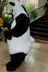 Timduru AC2011 4323 e