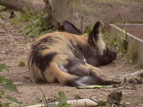 Hyena1
