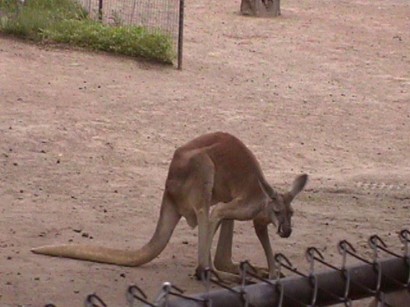 Kangaroo1