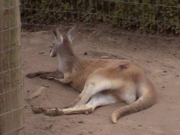 Kangaroo2