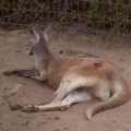 Kangaroo2