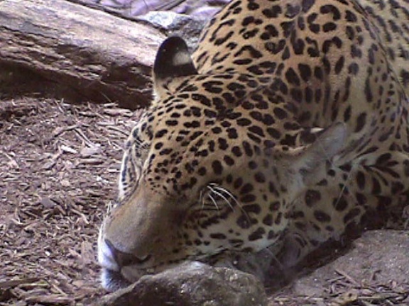 Leopard01
