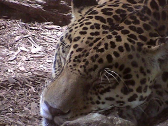 Leopard02
