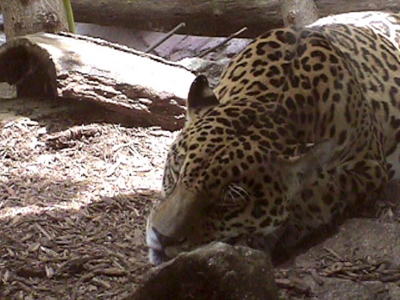 Leopard03