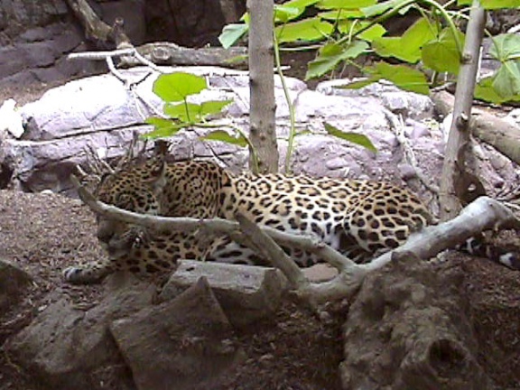 Leopard04