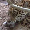 Leopard05