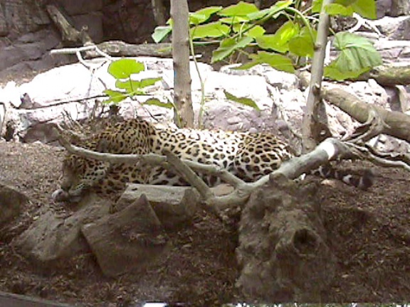 Leopard06