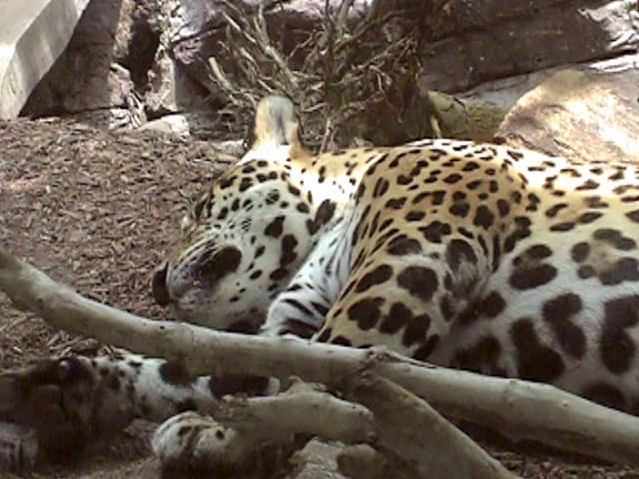 Leopard07