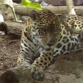 Leopard11