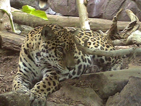 Leopard13