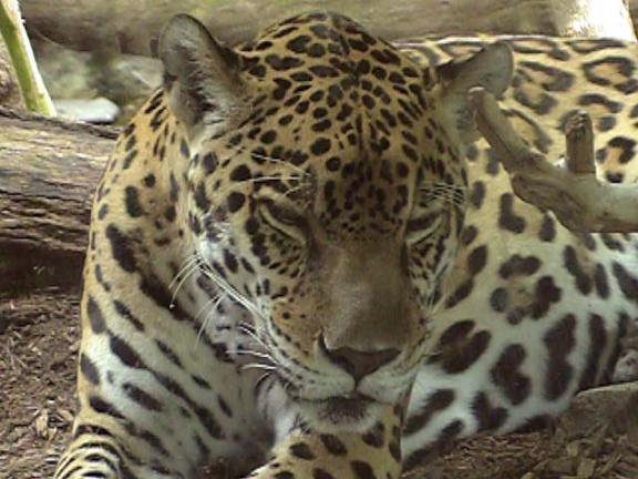 Leopard14