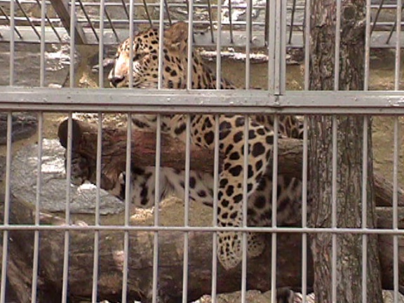 Leopard16