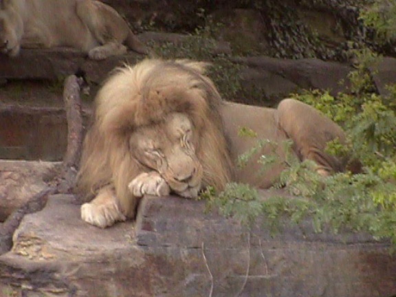 Lion Lioness01