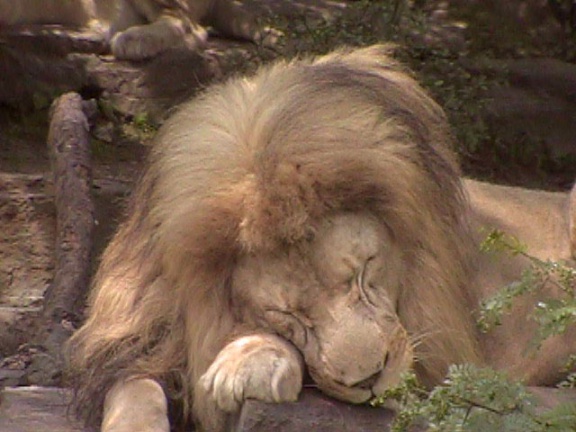 Lion Lioness02