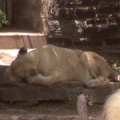 Lion Lioness04