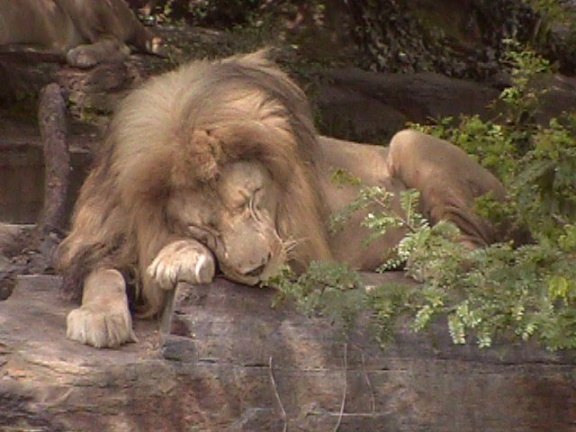 Lion Lioness05