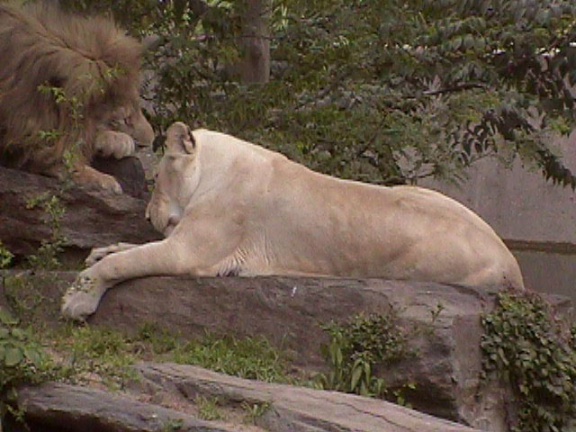 Lion Lioness10