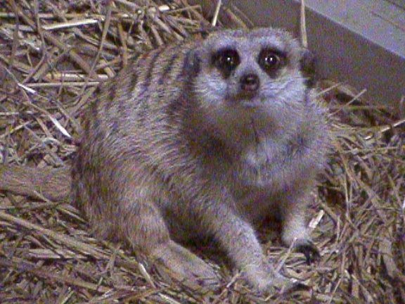 Meerkat24