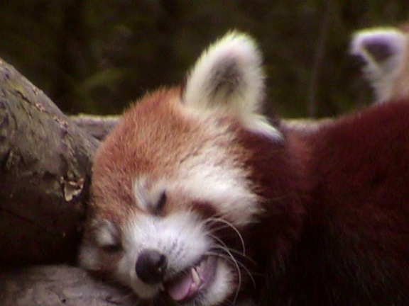 RedPanda11