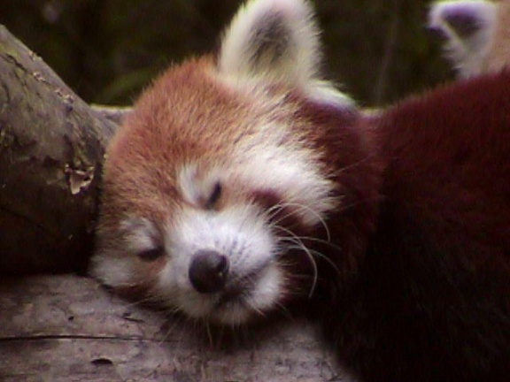 RedPanda12
