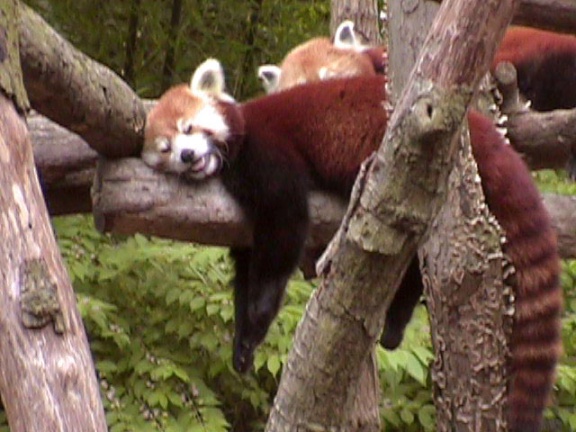 RedPanda13