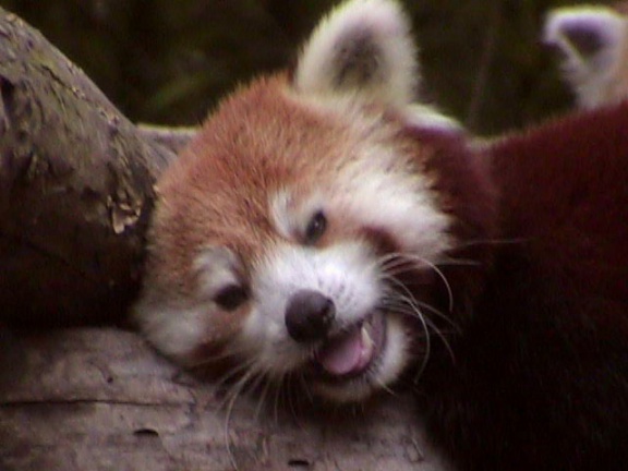 RedPanda14