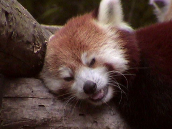 RedPanda15
