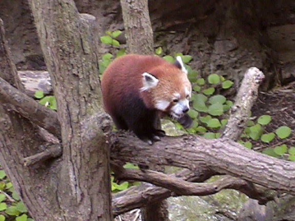 RedPanda16