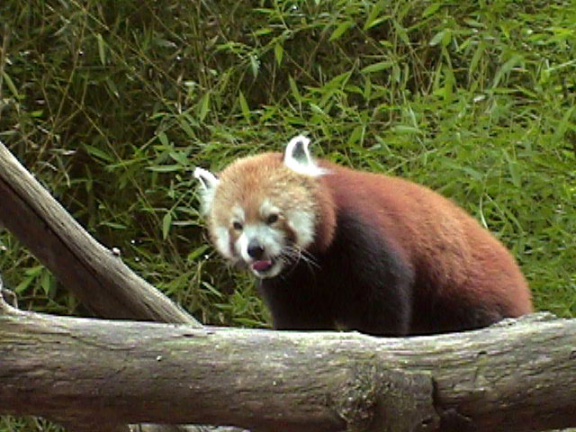RedPanda17