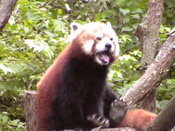 RedPanda18