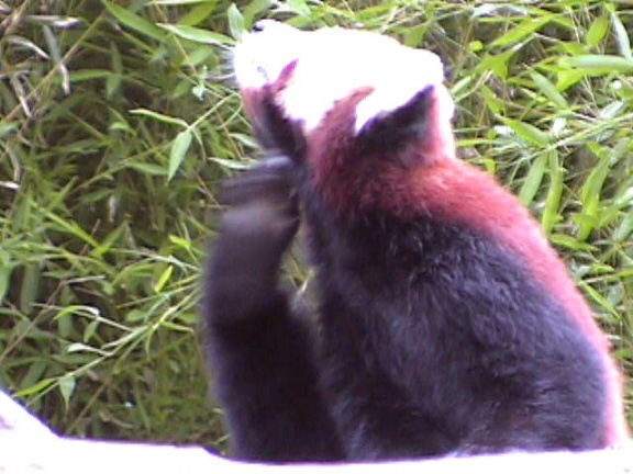 RedPanda19