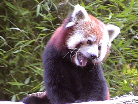 RedPanda20