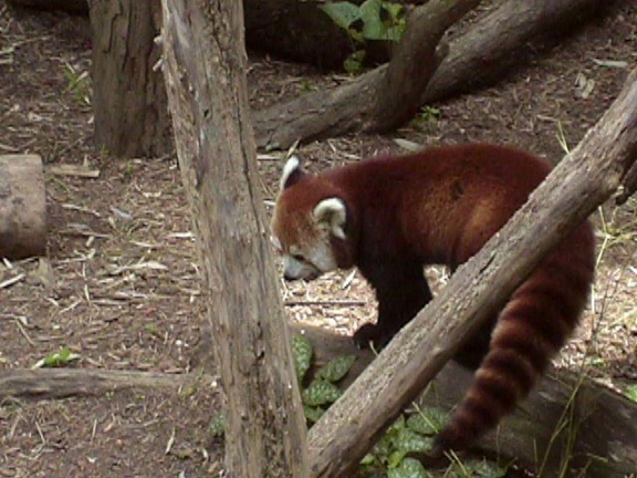 RedPanda21