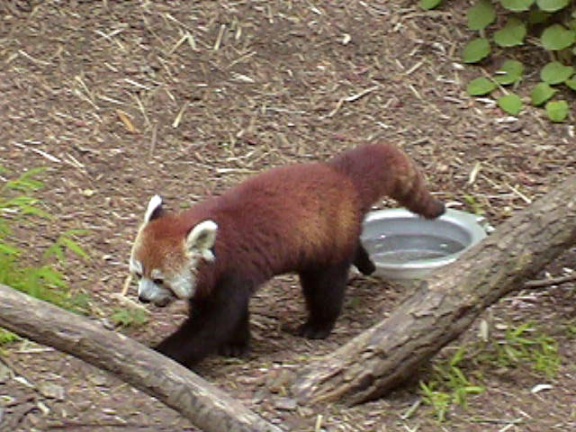 RedPanda22