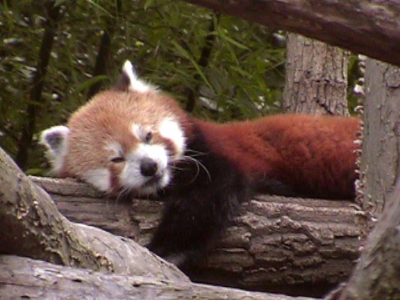 RedPanda23