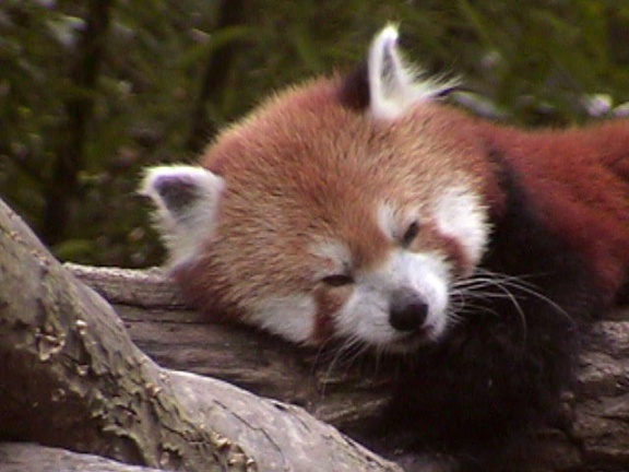 RedPanda24