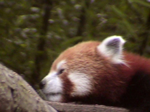 RedPanda25